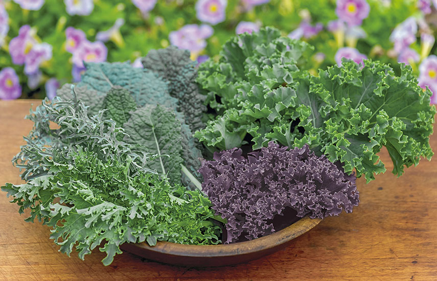 Jarmuż: szmaragdowa świeżość w Twojej diecie